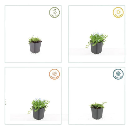 Buitenplant 6x Isotoma fluviatilis 'Alba' - Bloeiend - Pot Ø 9cm Hoogte ↕ 10-25cm