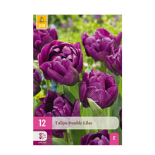 Bloembollen - Tulp Double Lilac - Paars - 50 stuks - Bolmaat 11/12