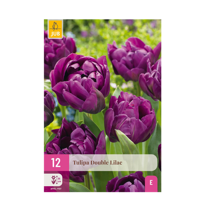Bloembollen - Tulp Double Lilac - Paars - 50 stuks - Bolmaat 11/12