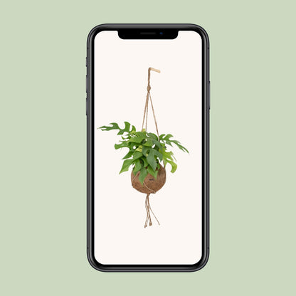 Kamerplant - Kokodama Monstera Minima - Hangplant - Pot Ø 15cm Hoogte ↕ 25cm