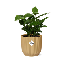 Kamerplant - Coffea Arabica - Inclusief sierpot - Pot Ø 14cm