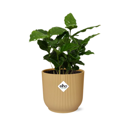 Kamerplant - Coffea Arabica - Inclusief sierpot - Pot Ø 14cm