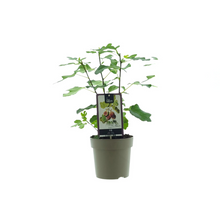 Buitenplant - Ficus Precose de Dalmatie - Pot Ø 15cm Hoogte ↕ 40cm