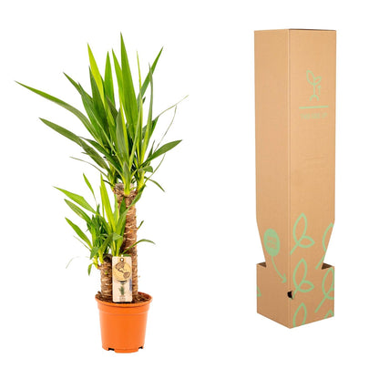 Kamerplant - Yucca - Pot Ø 17cm Hoogte ↕ 90cm