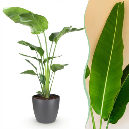 XL kamerplant - Strelitzia Nicolai - Pot Ø 21cm Hoogte ↕ 110-120cm