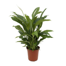 Kamerplant - Spathiphyllum Torelli - Pot Ø 17cm Hoogte ↕ 65cm