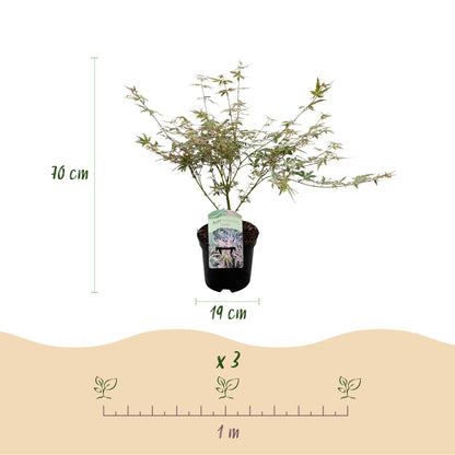 Buitenplant 2x Acer palmatum 'Iyoshi' - Japanse Esdoorn Roze - Pot Ø 19cm Hoogte ↕ 70cm