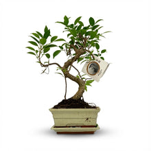 Kamerplant - Bonsai S-vorm Boom - Mix Keramiek - Pot Ø 15cm Hoogte ↕ 30-35cm