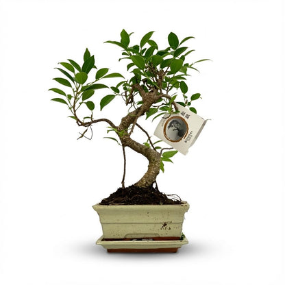 Kamerplant - Bonsai S-vorm Boom - Mix Keramiek - Pot Ø 15cm Hoogte ↕ 30-35cm