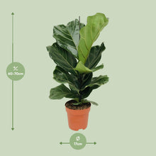 Kamerplant - Ficus Lyrata - Pot Ø 17cm Hoogte ↕ 75cm