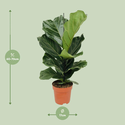 Kamerplant - Ficus Lyrata - Pot Ø 17cm Hoogte ↕ 75cm