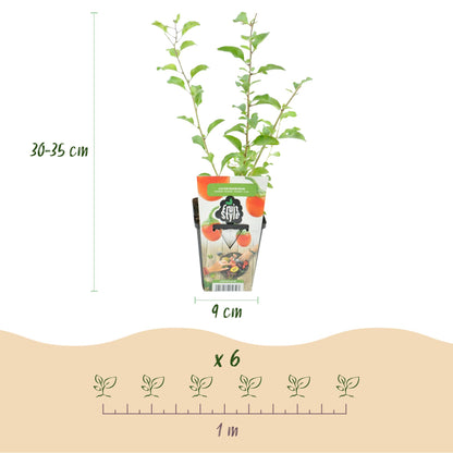 Buitenplant 3x Lycium barbarum (Goji bes) - Winterhard - Pot Ø 9cm Hoogte ↕ onbekend