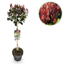 Buitenplant - Photinia fraseri 'Little Red Robin' op Stam - Winterhard - Pot Ø 19cm Hoogte ↕ 90cm