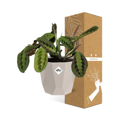Kamerplant - Maranta Leuconeura 'Fascinator' Tricolor - Pot Ø 14cm