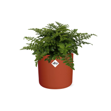 Kamerplant - Asplenium Parvati - Pot Ø 14cm