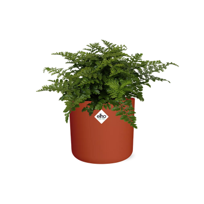 Kamerplant - Asplenium Parvati - Pot Ø 14cm