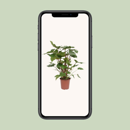 Kamerplant - Homalomena Rubescens Maggy - Pot Ø 24cm Hoogte ↕ 90cm