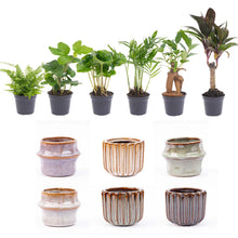 Kamerplant - Mini planten set 6 - Inclusief pot set Barcelona