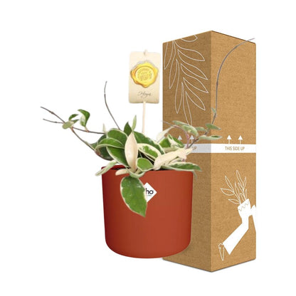 Kamerplant - Hoya Carnosa 'Krimson Queen' - Hangplant - Pot Ø 14cm