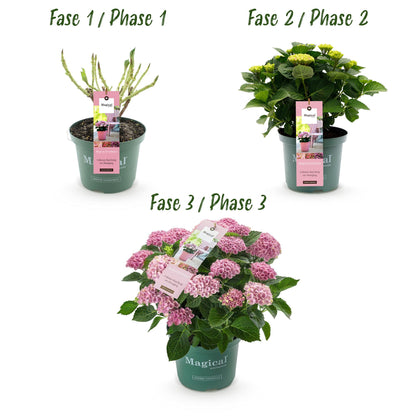 Buitenplant 2x Hydrangea Magical Revolution Pink - Bloeiend - Pot Ø 23cm Hoogte ↕ 55cm