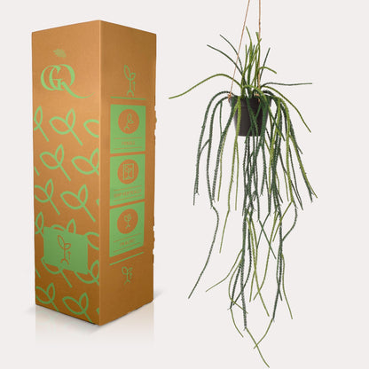 Kunstplant - Rhypsalis Koraalcactus - Hoogte ↕ 85cm