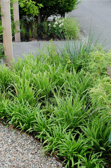 Buitenplant 3x Carex morrowii 'Ice Dance' - Pot Ø 14cm Hoogte ↕ 30cm
