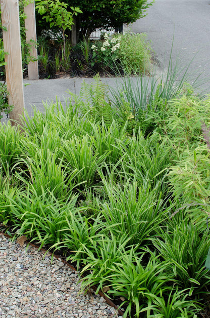 Buitenplant 3x Carex morrowii 'Ice Dance' - Pot Ø 14cm Hoogte ↕ 30cm