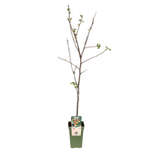 Buitenplant - Malus Domestica Jonagold - Appel - Pot Ø 19cm Hoogte ↕ 60cm