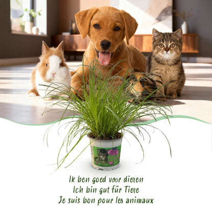 Green boutiQ - Kamerplant - Cyperus alternifolius Zumula - Kattengras - Huisdiervriendelijke Plant - Groen - 1 Plant - Pot 12cm - Hoogte 20cm