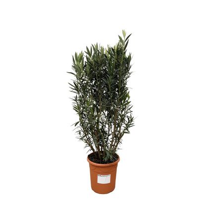 Buitenplant - Nerium Oleander struik - Bloeiend - Pot Ø 40cm Hoogte ↕ 180cm