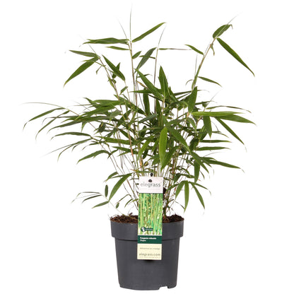 Buitenplant - Fargesia robusta 'Pingwu' - Pot Ø 14cm Hoogte ↕ 40cm