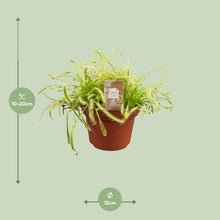 Kamerplant - Drosera Capensis - Pot Ø 12cm Hoogte ↕ 17cm