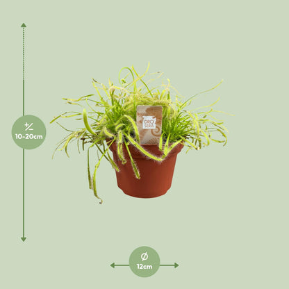 Kamerplant - Drosera Capensis - Pot Ø 12cm Hoogte ↕ 17cm