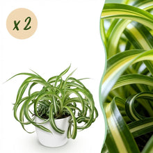 Kamerplant 2x Chlorophytum comosum Bonnie - Krullende Graslelie - Pot Ø 12cm Hoogte ↕ 20cm