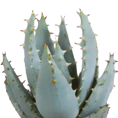Kamerplant 15x Cactus en vetplanten mix - in witte pot - Pot Ø 5,5cm