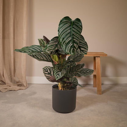 Kamerplant - Calathea Ornata - Pot Ø 19cm Hoogte ↕ 75cm