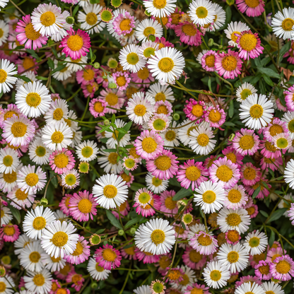 Buitenplant 24x Erigeron karvinskianus - Bloeiend - Pot Ø 9cm Hoogte ↕ 10-25cm