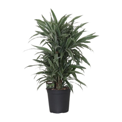 Kamerplant - Dracaena Fragrans Warneckei - Pot Ø 24cm Hoogte ↕ 100cm