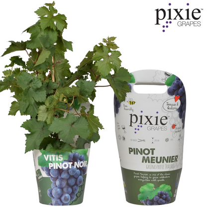 Buitenplant - Vitis Pixie Pinot Noir - Blauwe wijndruif - Pot Ø 21cm Hoogte ↕ 70cm