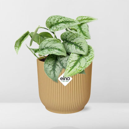 Kamerplant - Scindapsus Pictus 'Trebie' - Pot Ø 14cm