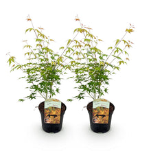Buitenplant 2x Acer palmatum 'Katsura' - Japanse Esdoorn - Pot Ø 19cm Hoogte ↕ 70cm