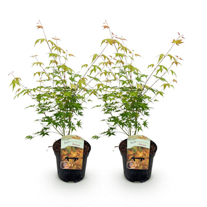 Buitenplant 2x Acer palmatum 'Katsura' - Japanse Esdoorn - Pot Ø 19cm Hoogte ↕ 70cm