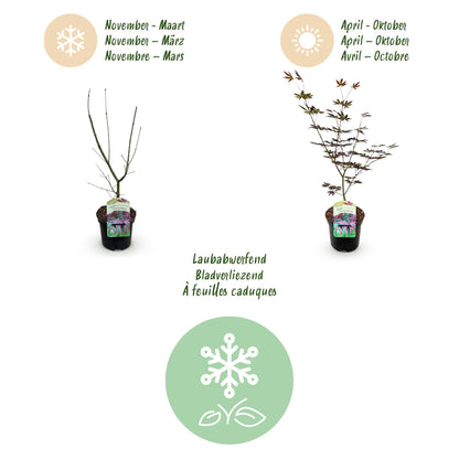 Buitenplant 2x Acer palmatum 'Trompenburg' - Bladverliezend - Pot Ø 19cm Hoogte ↕ 70cm