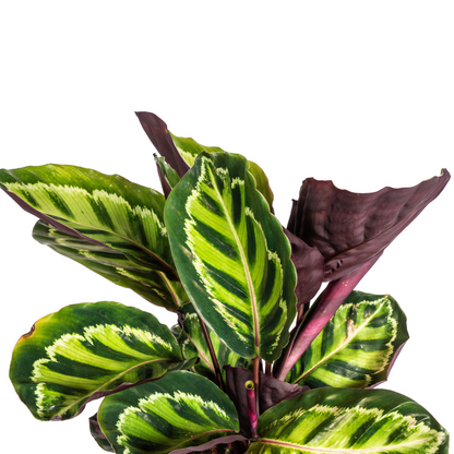 Kamerplant - Calathea Roseopicta - Pot Ø 17cm Hoogte ↕ 40-50cm