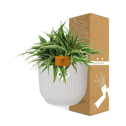 Kamerplant - Chlorophytum Ocean - Pot Ø 16cm Hoogte ↕ 15cm