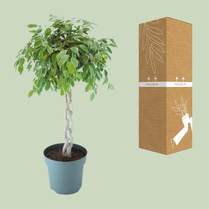 XL kamerplant - Ficus Safrana / Golden King Gevlochten - Pot Ø 27cm Hoogte ↕ 110cm