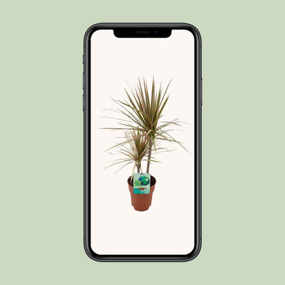 Kamerplant - Dracaena Marginata Bicolor - Pot Ø 19cm Hoogte ↕ 70cm