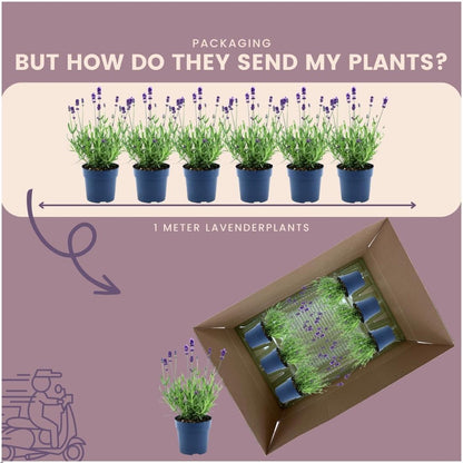 Buitenplant 24x Lavandula angustifolia Felice® - Bloeiend - Pot Ø 12cm Hoogte ↕ 25cm