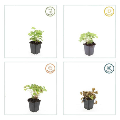 Buitenplant 60x Alchemilla mollis - Pot Ø 9cm Hoogte ↕ 10-25cm