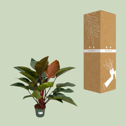 Kamerplant - Philodendron Red Beauty - Pot Ø 27cm Hoogte ↕ 100cm